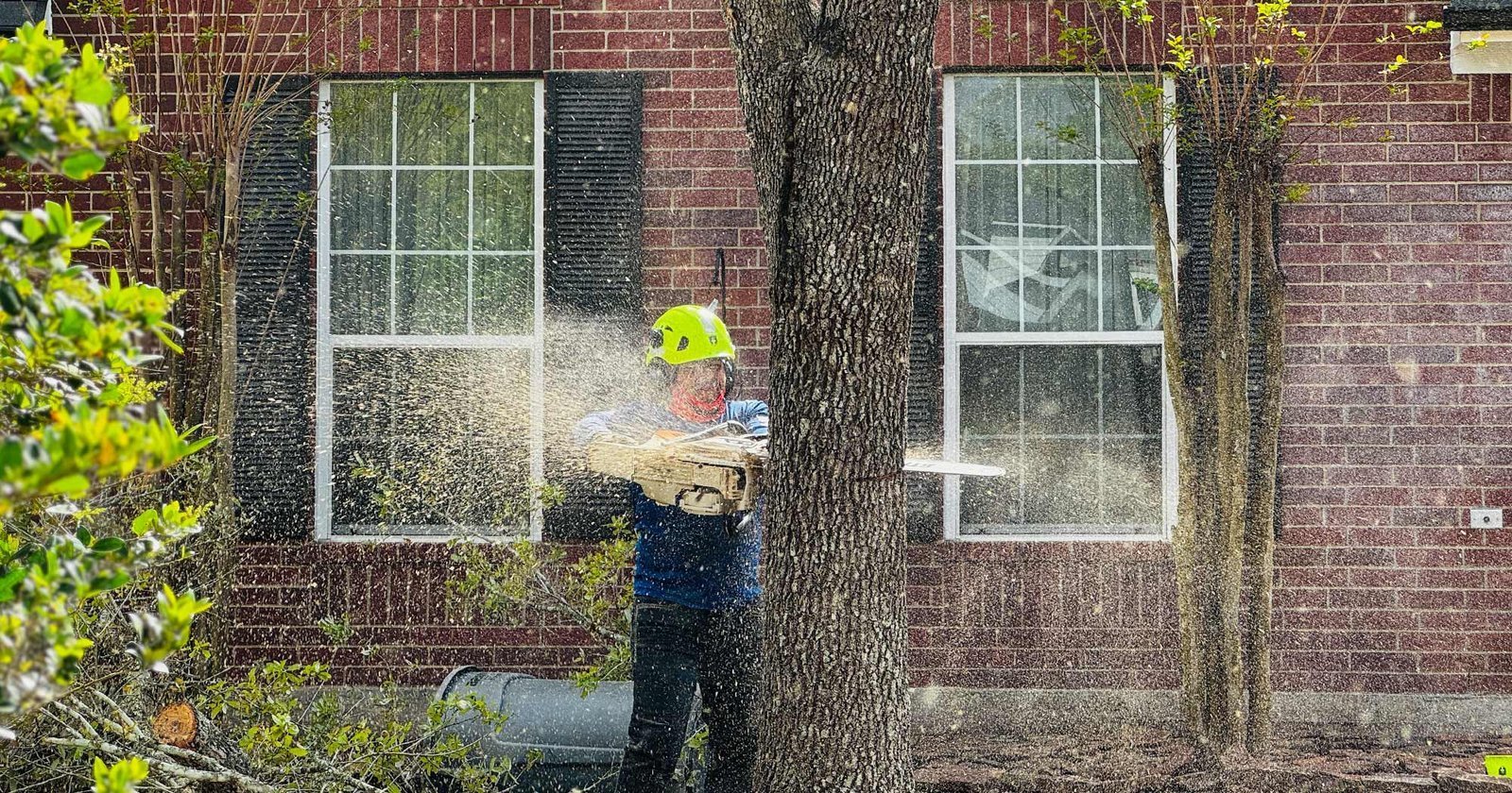 Arborist trimming a tree next to a brick home