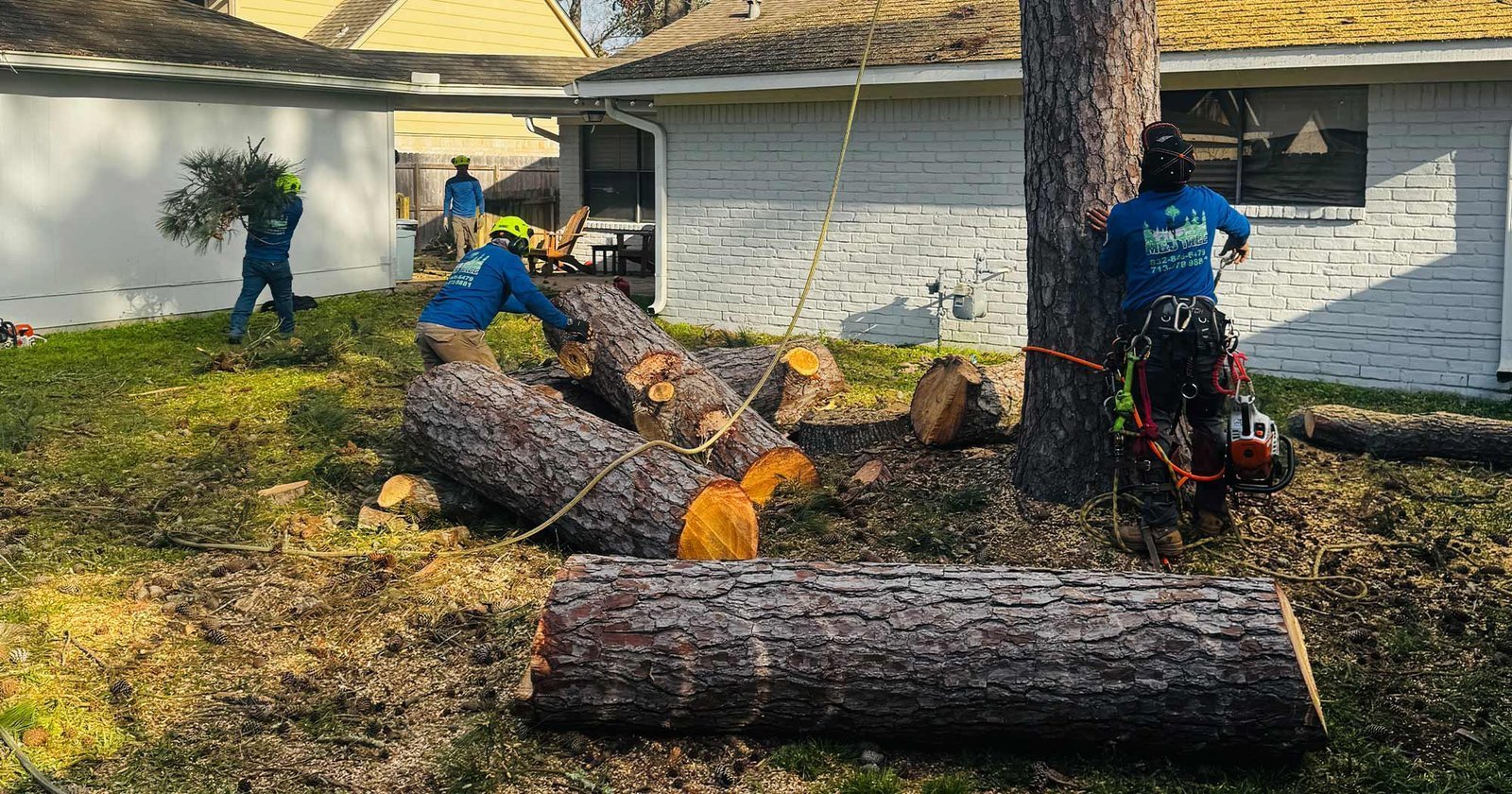 Lawn & Order crew sectioning a felled pine in a Houston backyard