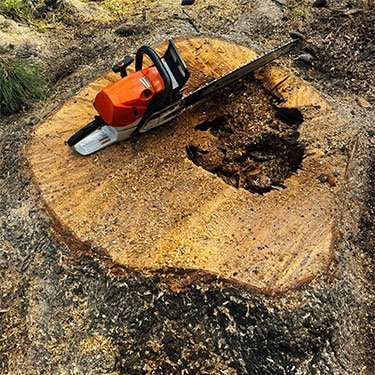 Fresh-cut stump with chainsaw