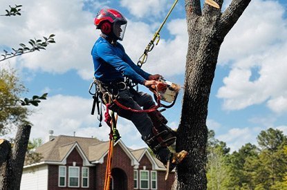 Arborist climbing and trimming a tree