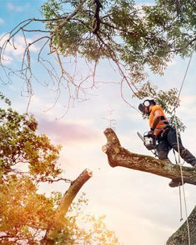 Tree Trimming & Removal detail