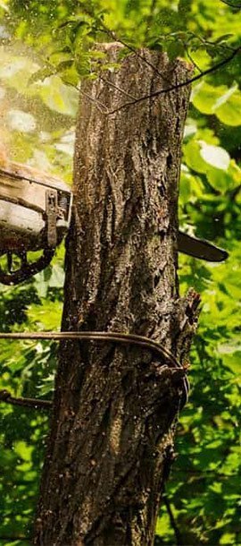 Tree trimming